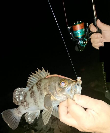 メバルはそろそろ終盤?